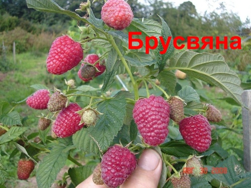 Сорт бриллиантовая Сорт бриллиантовая