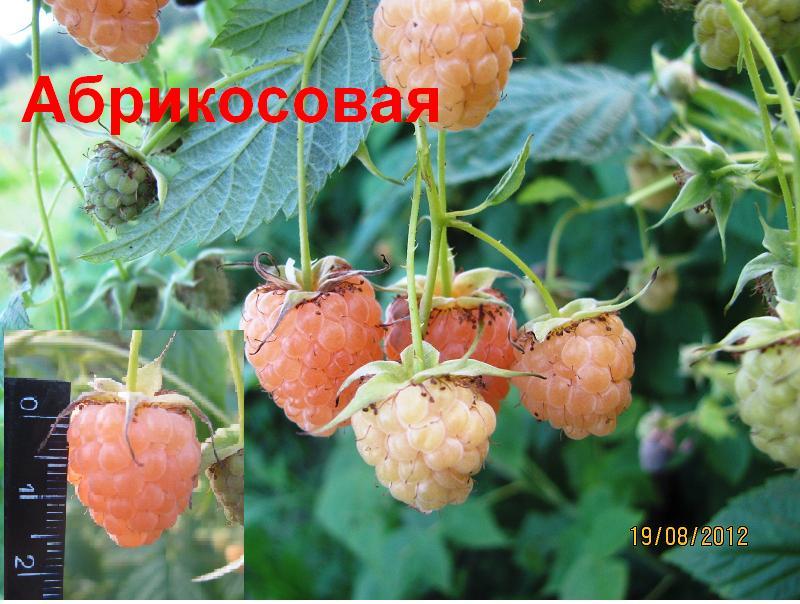 Сорт малины абрикосовая описание отзывы Сорт малины абрикосовая описание отзывы