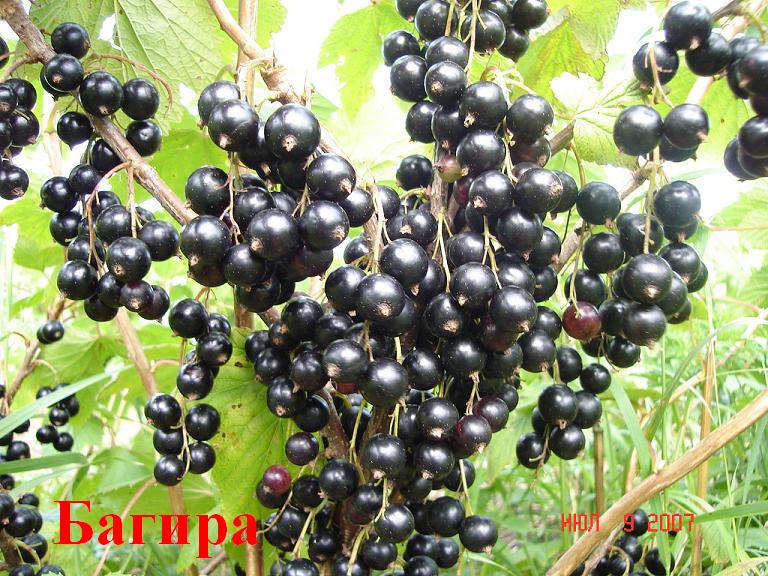 Сорт багира черной Сорт багира черной